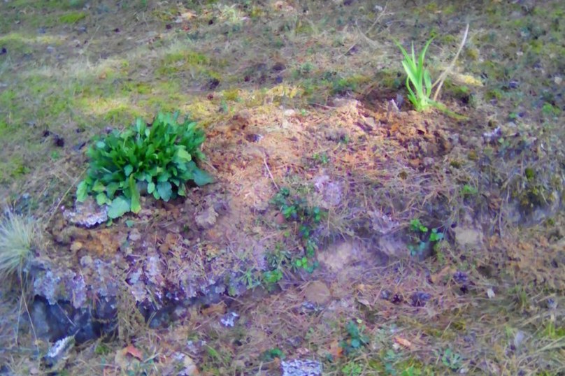 Одиночная могила в деревне Нюссо Пореченской волости Великолукского района
